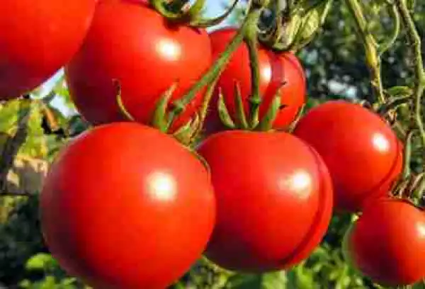 See 7 Juicy Reasons To Eat Tomatoes Today